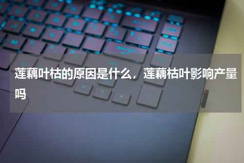 莲藕叶枯的原因是什么，莲藕枯叶影响产量吗