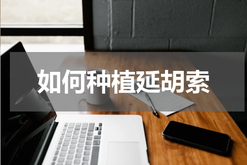 如何种植延胡索