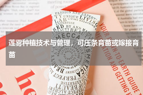 莲雾种植技术与管理，可压条育苗或嫁接育苗
