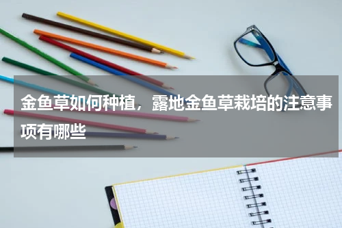 金鱼草如何种植，露地金鱼草栽培的注意事项有哪些