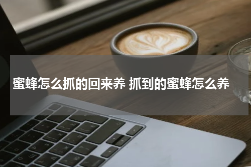 蜜蜂怎么抓的回来养 抓到的蜜蜂怎么养