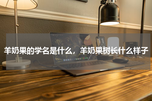 羊奶果的学名是什么，羊奶果树长什么样子