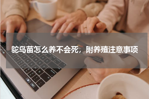 鸵鸟苗怎么养不会死，附养殖注意事项