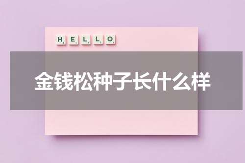 金钱松种子长什么样