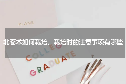 北苍术如何栽培，栽培时的注意事项有哪些