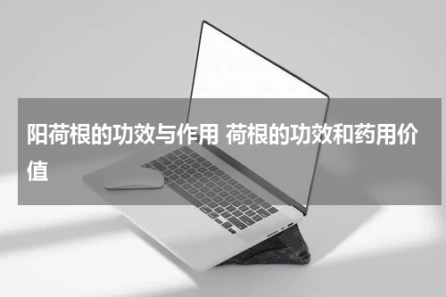 阳荷根的功效与作用 荷根的功效和药用价值
