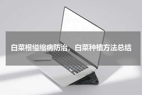 白菜根缢缩病防治，白菜种植方法总结