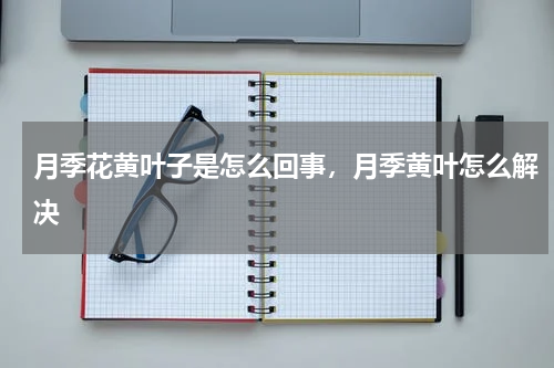 月季花黄叶子是怎么回事，月季黄叶怎么解决