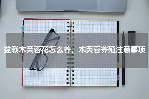 盆栽木芙蓉花怎么养，木芙蓉养殖注意事项