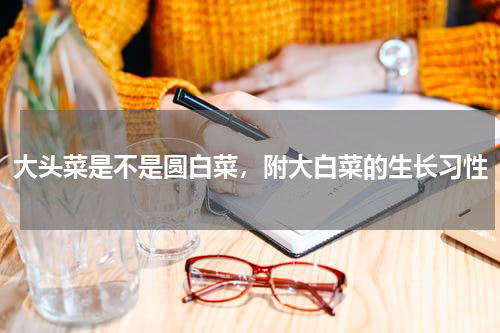 大头菜是不是圆白菜，附大白菜的生长习性