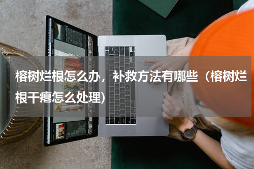 榕树烂根怎么办，补救方法有哪些（榕树烂根干瘪怎么处理）