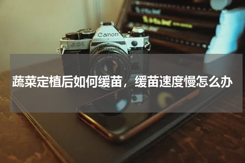 蔬菜定植后如何缓苗，缓苗速度慢怎么办