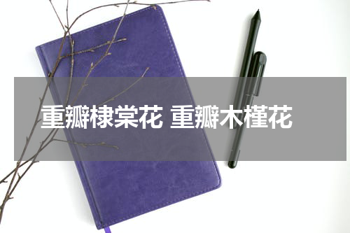 重瓣棣棠花 重瓣木槿花