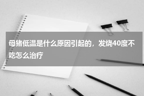 母猪低温是什么原因引起的，发烧40度不吃怎么治疗
