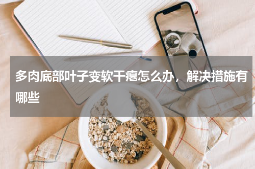 多肉底部叶子变软干瘪怎么办，解决措施有哪些