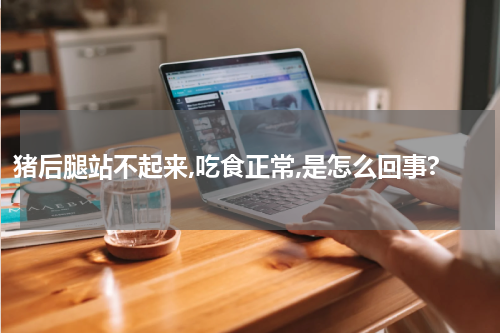 猪后腿站不起来,吃食正常,是怎么回事?