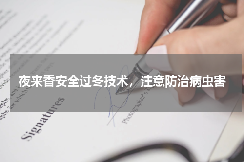 夜来香安全过冬技术，注意防治病虫害