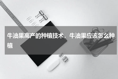 牛油果高产的种植技术，牛油果应该怎么种植