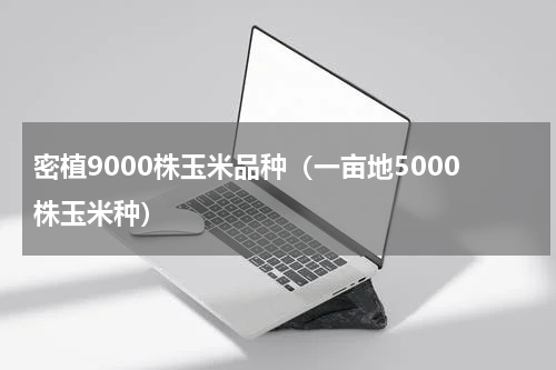 密植9000株玉米品种（一亩地5000株玉米种）