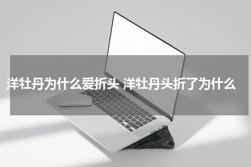 洋牡丹为什么爱折头 洋牡丹头折了为什么