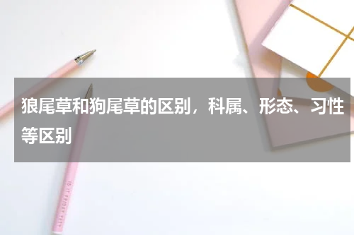 狼尾草和狗尾草的区别，科属、形态、习性等区别
