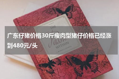 广东仔猪价格30斤瘦肉型猪仔价格已经涨到480元/头