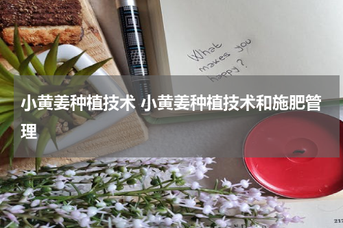 小黄姜种植技术 小黄姜种植技术和施肥管理