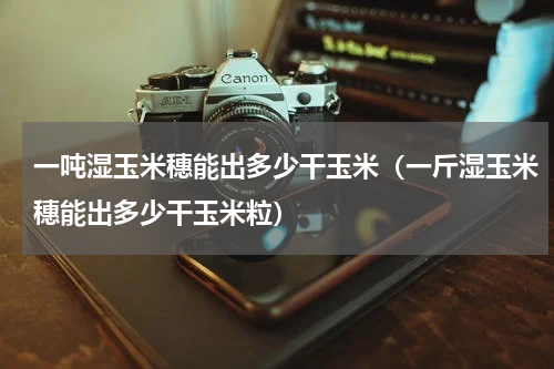 一吨湿玉米穗能出多少干玉米（一斤湿玉米穗能出多少干玉米粒）