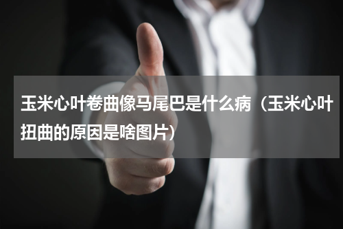 玉米心叶卷曲像马尾巴是什么病（玉米心叶扭曲的原因是啥图片）