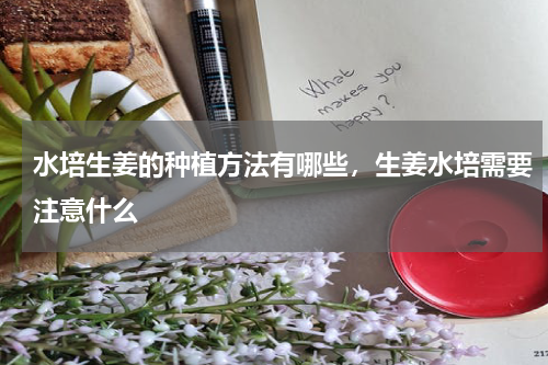 水培生姜的种植方法有哪些，生姜水培需要注意什么