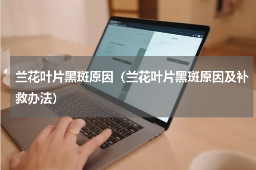 兰花叶片黑斑原因（兰花叶片黑斑原因及补救办法）