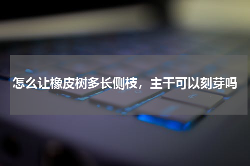 怎么让橡皮树多长侧枝，主干可以刻芽吗