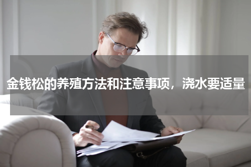 金钱松的养殖方法和注意事项，浇水要适量