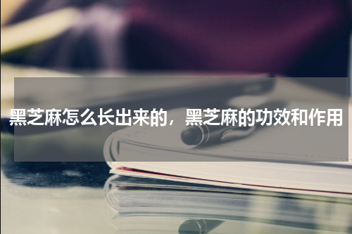 黑芝麻怎么长出来的，黑芝麻的功效和作用
