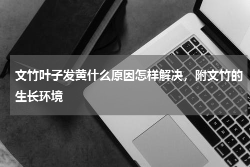 文竹叶子发黄什么原因怎样解决，附文竹的生长环境