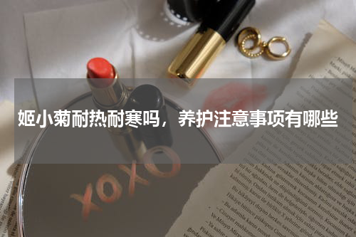 姬小菊耐热耐寒吗，养护注意事项有哪些
