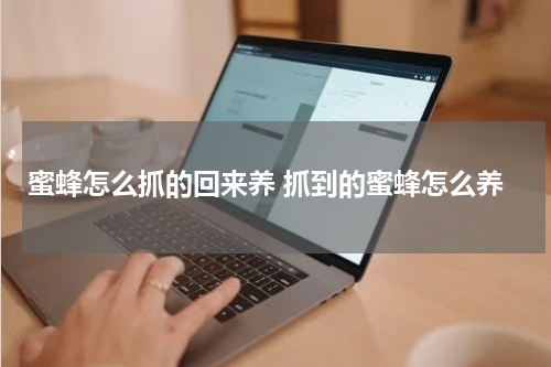 蜜蜂怎么抓的回来养 抓到的蜜蜂怎么养