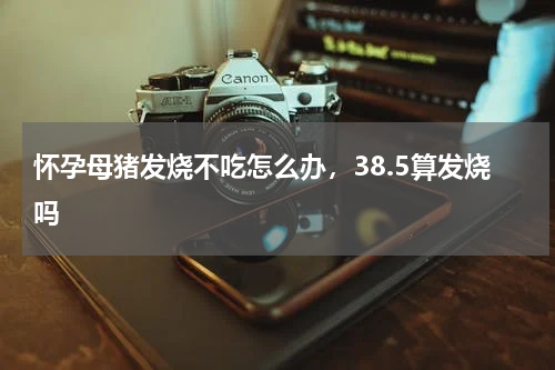 怀孕母猪发烧不吃怎么办，38.5算发烧吗