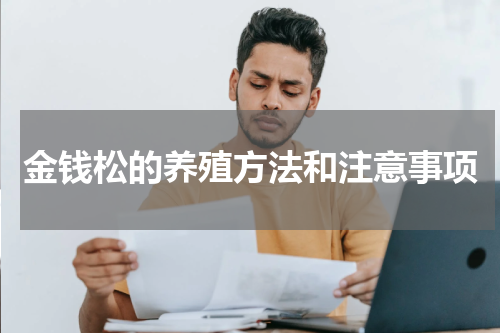 金钱松的养殖方法和注意事项