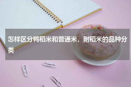 怎样区分鸭稻米和普通米，附稻米的品种分类