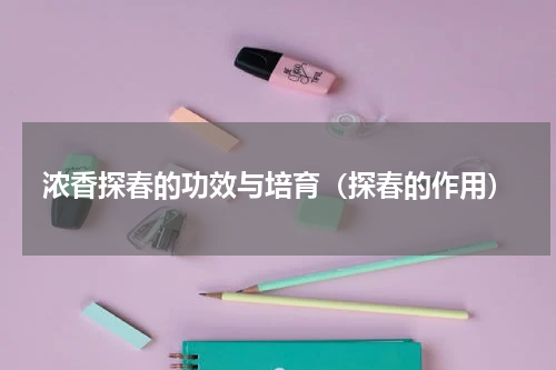 浓香探春的功效与培育（探春的作用）
