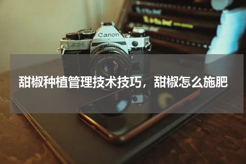 甜椒种植管理技术技巧，甜椒怎么施肥