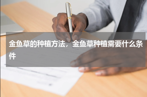 金鱼草的种植方法，金鱼草种植需要什么条件