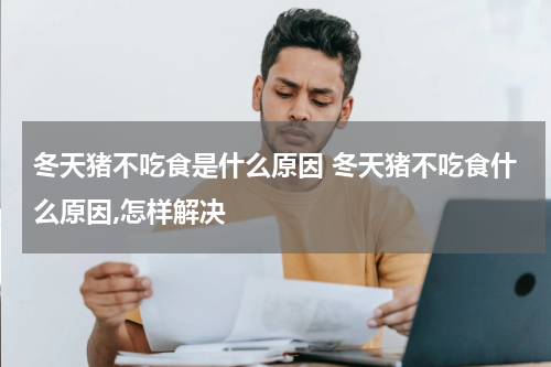 冬天猪不吃食是什么原因 冬天猪不吃食什么原因,怎样解决