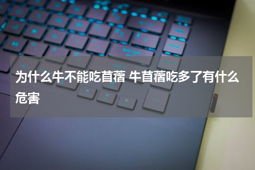 为什么牛不能吃苜蓿 牛苜蓿吃多了有什么危害