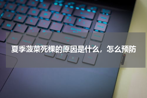 夏季菠菜死棵的原因是什么，怎么预防