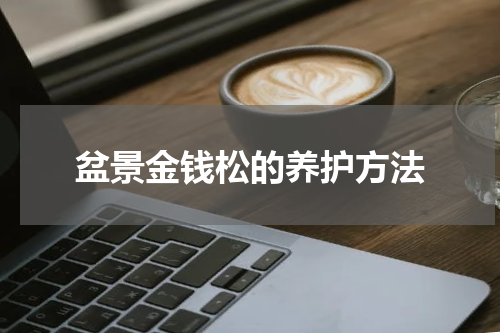 盆景金钱松的养护方法