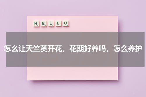 怎么让天竺葵开花，花期好养吗，怎么养护