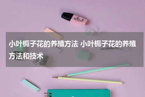 小叶栀子花的养殖方法 小叶栀子花的养殖方法和技术