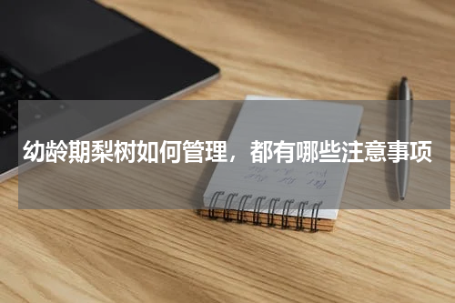 幼龄期梨树如何管理，都有哪些注意事项